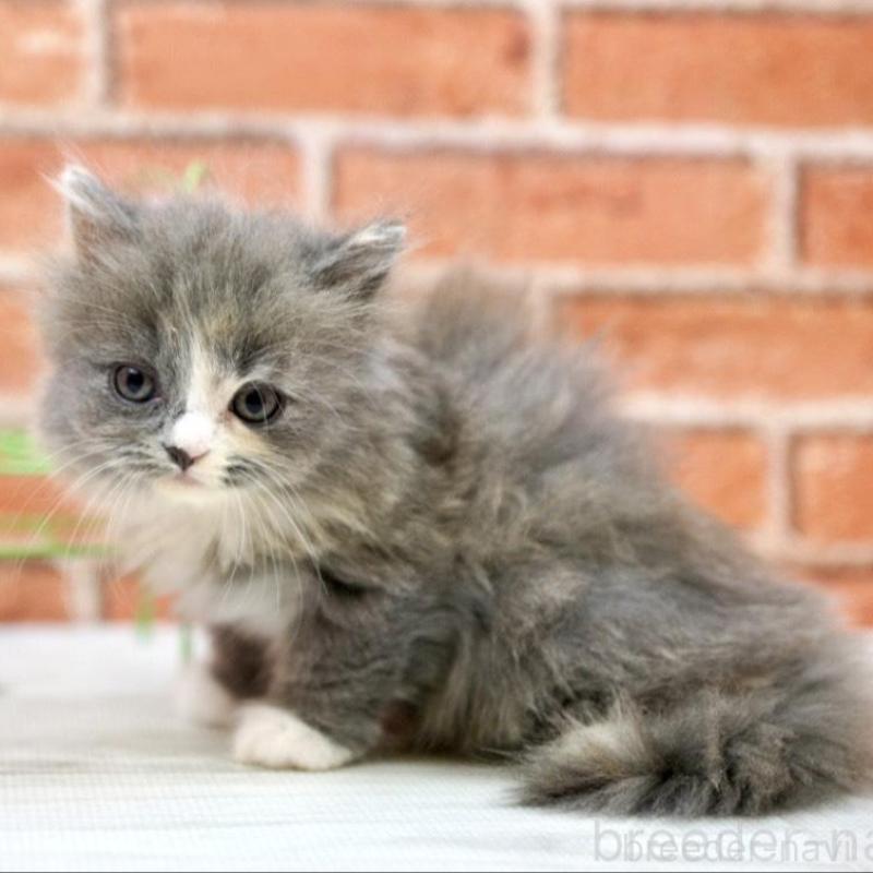 販売中の北海道のフォールデックス-133886の4枚目