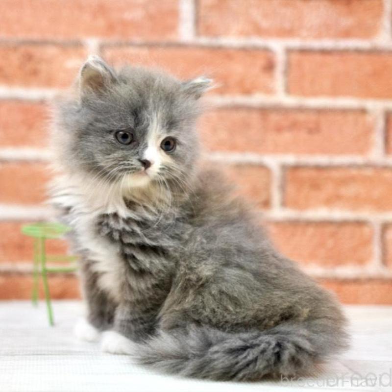 販売中の北海道のフォールデックス-133886の2枚目