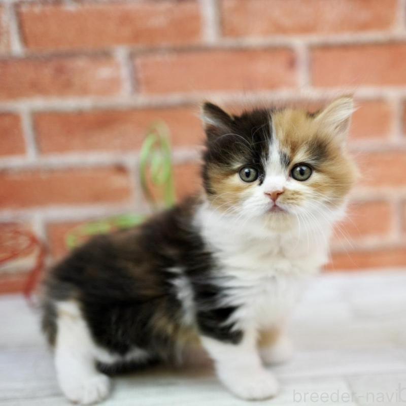 販売中の北海道のフォールデックス-133884の5枚目