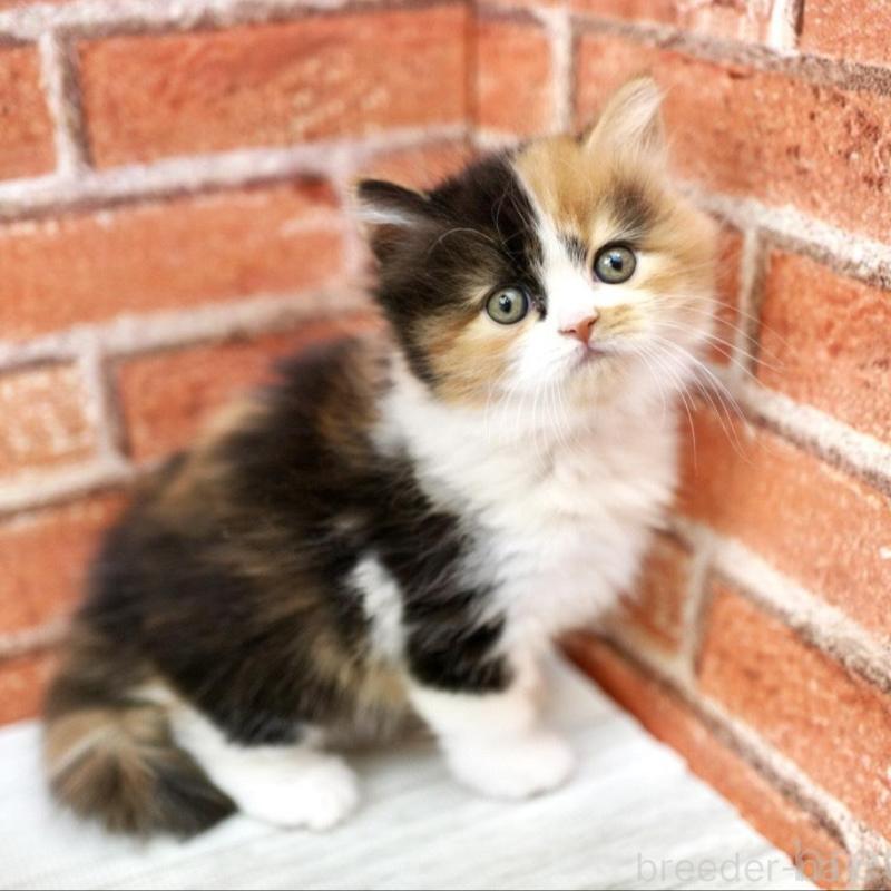 販売中の北海道のフォールデックス-133884の3枚目