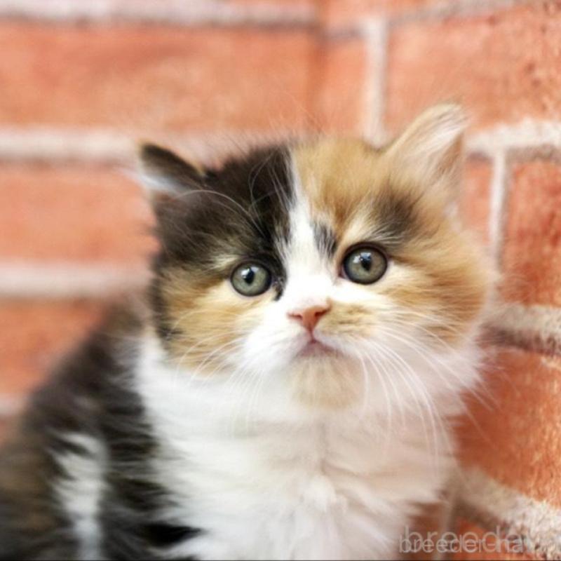 販売中の北海道のフォールデックス-133884