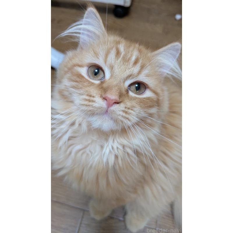 販売中の大阪府のミヌエット-128995