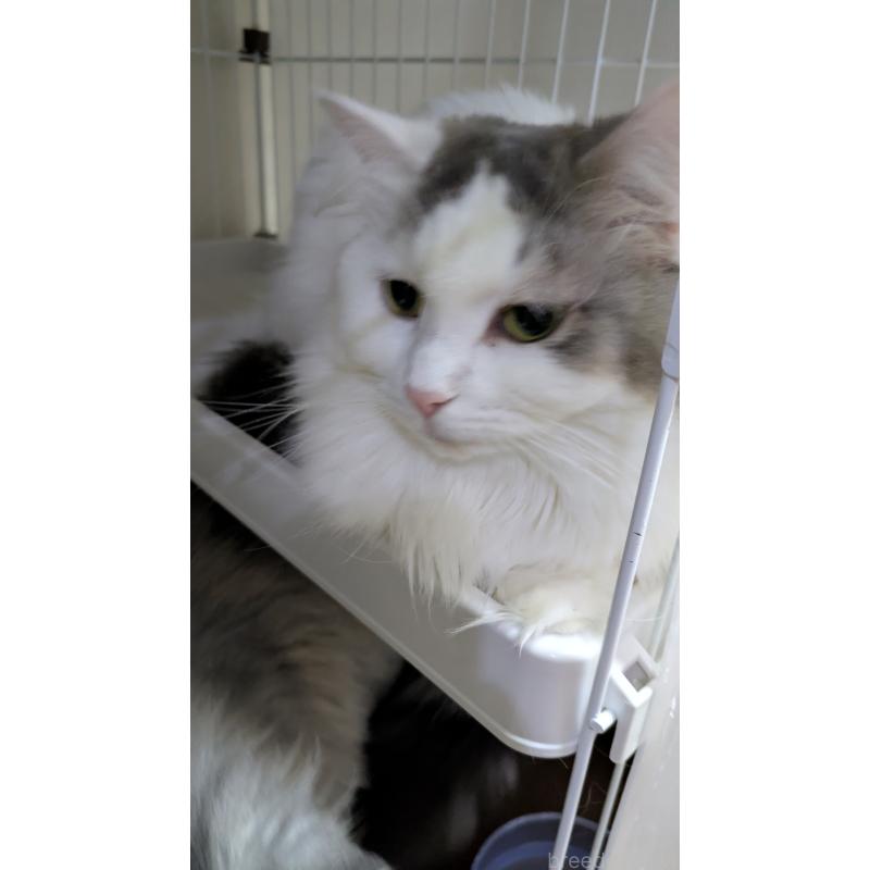 販売中の大阪府のマンチカン-124587