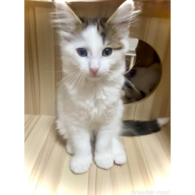 販売中の東京都のノルウェージャンフォレストキャット-133211の11枚目