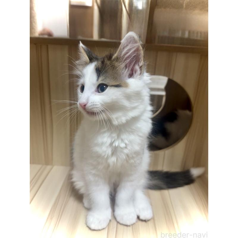 販売中の東京都のノルウェージャンフォレストキャット-133211の10枚目
