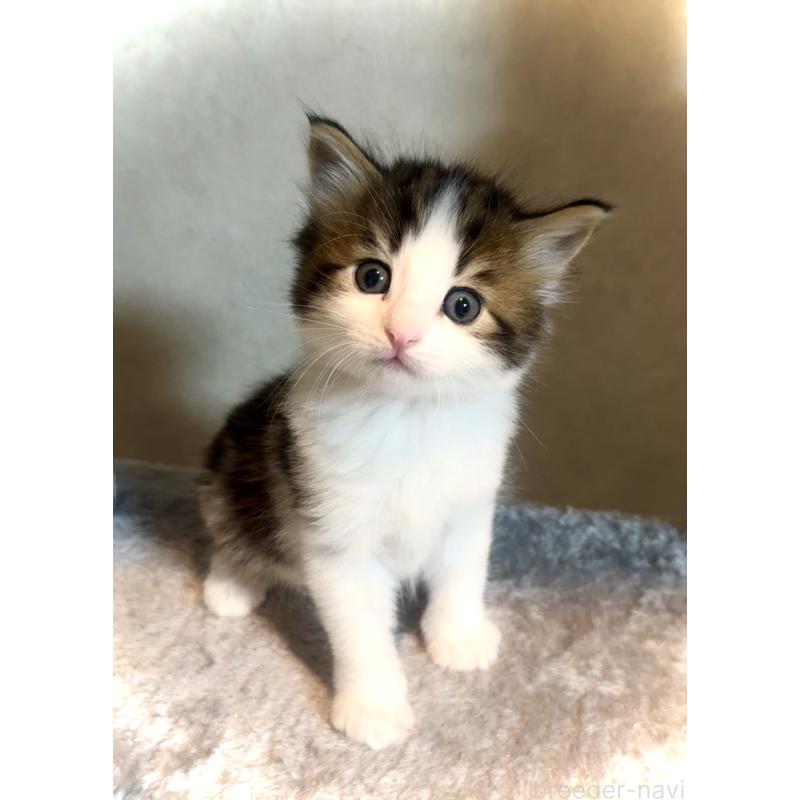 販売中の東京都のノルウェージャンフォレストキャット-134869の6枚目