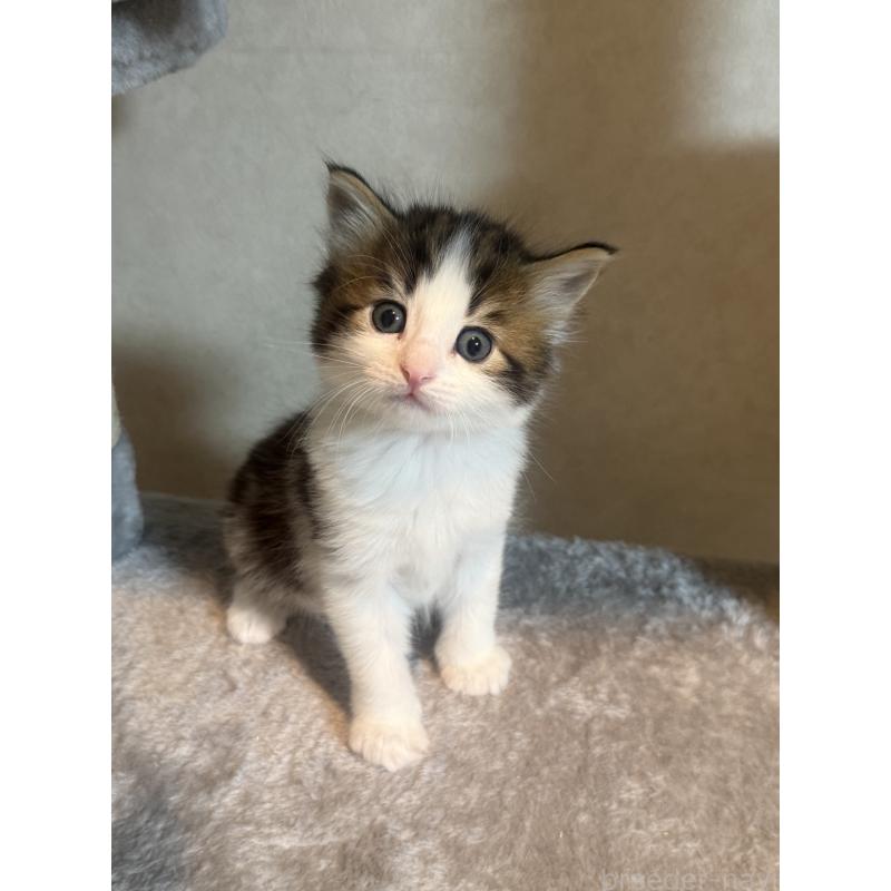 販売中の東京都のノルウェージャンフォレストキャット-134869の4枚目