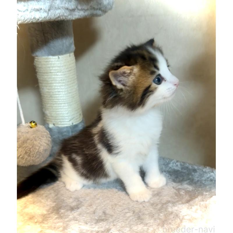 販売中の東京都のノルウェージャンフォレストキャット-134869の3枚目