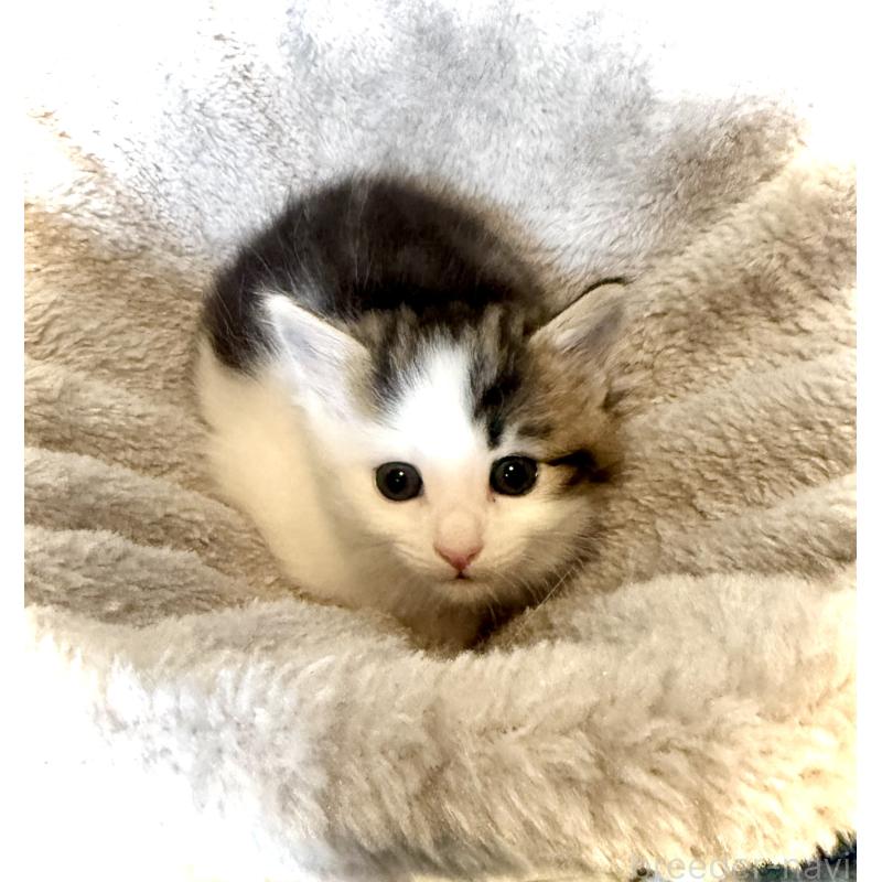 販売中の東京都のノルウェージャンフォレストキャット-134870の6枚目