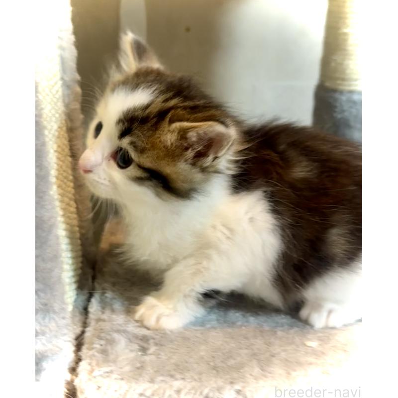 販売中の東京都のノルウェージャンフォレストキャット-134870の5枚目