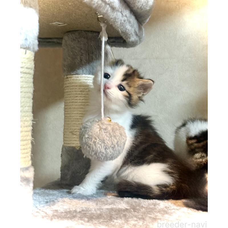 販売中の東京都のノルウェージャンフォレストキャット-134870の4枚目