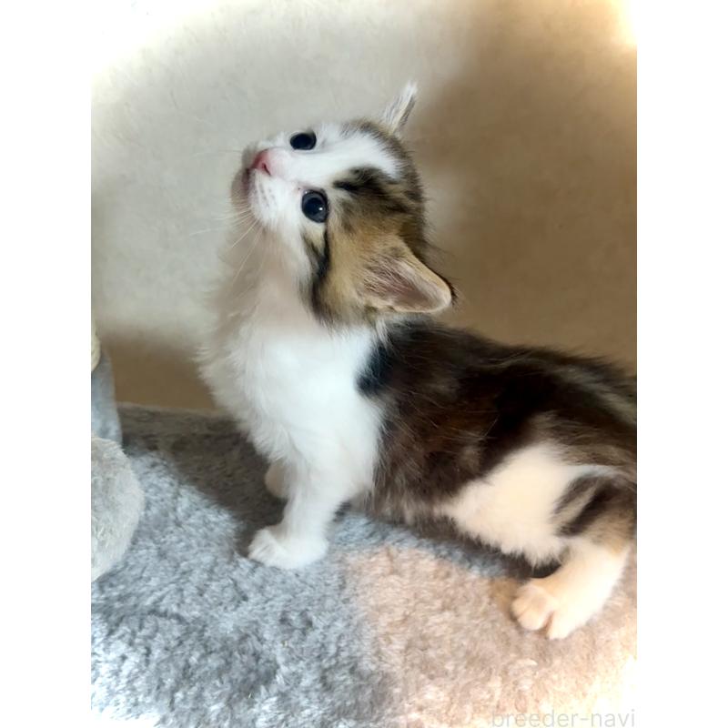 販売中の東京都のノルウェージャンフォレストキャット-134870の3枚目