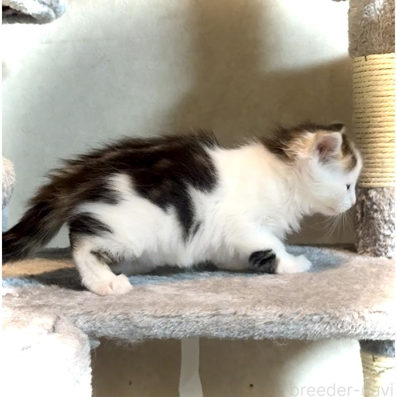 販売中の東京都のノルウェージャンフォレストキャット-134870の2枚目