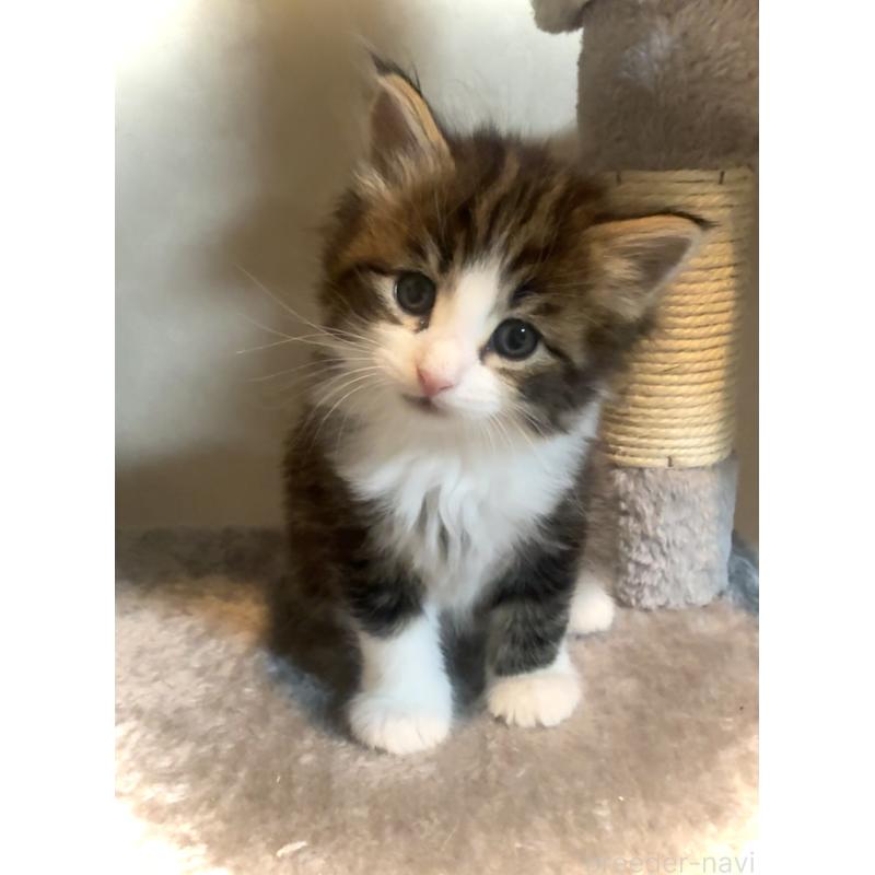 販売中の東京都のノルウェージャンフォレストキャット-134871の6枚目