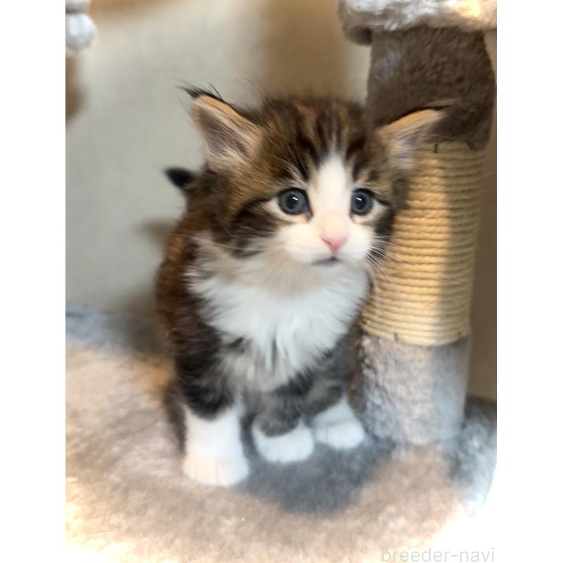 販売中の東京都のノルウェージャンフォレストキャット-134871の5枚目