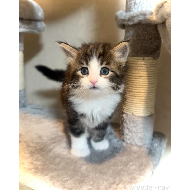 販売中の東京都のノルウェージャンフォレストキャット-134871の4枚目