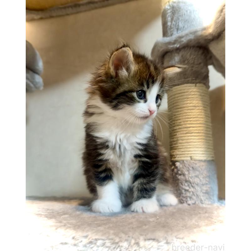 販売中の東京都のノルウェージャンフォレストキャット-134871の2枚目