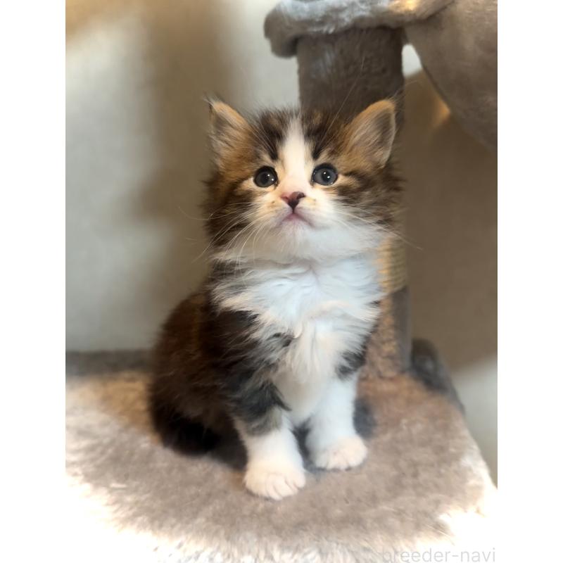 販売中の東京都のノルウェージャンフォレストキャット-134872の7枚目