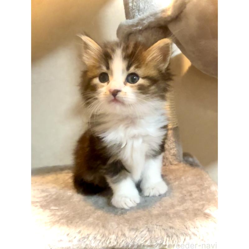 販売中の東京都のノルウェージャンフォレストキャット-134872の6枚目