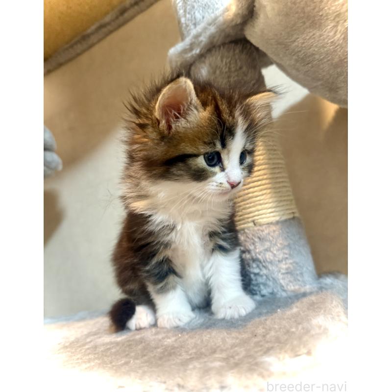 販売中の東京都のノルウェージャンフォレストキャット-134872の3枚目