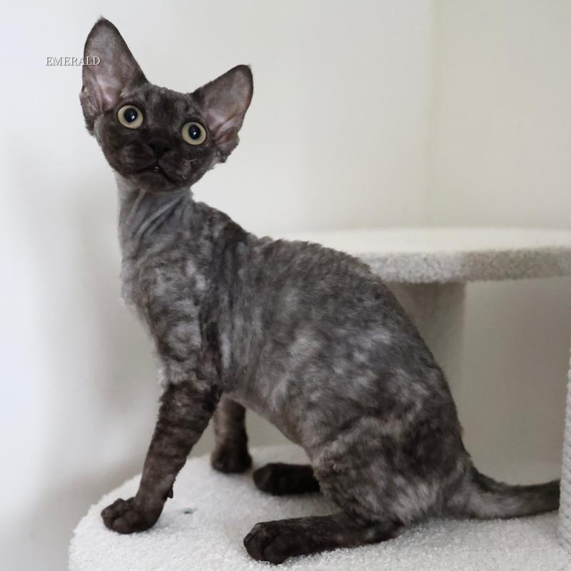 販売中の愛知県のデボンレックス-129008の2枚目