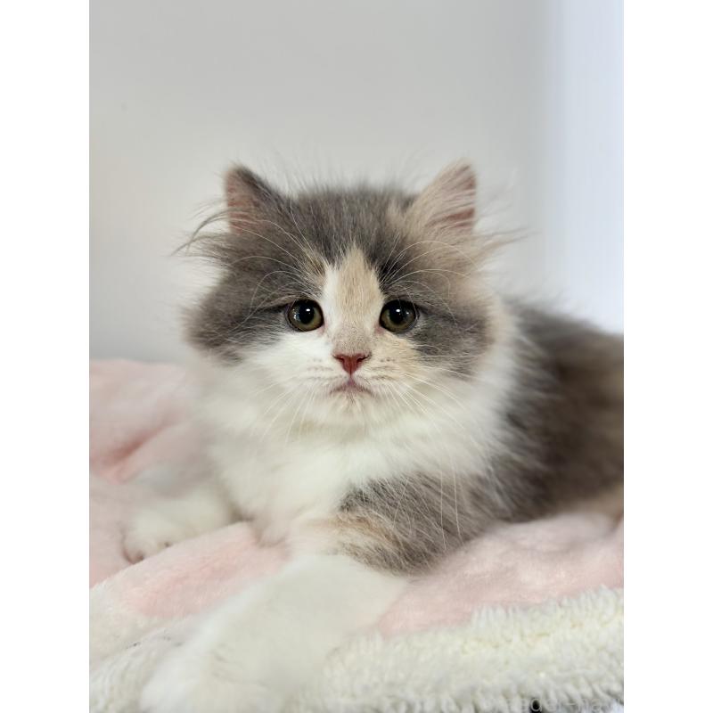 成約済の福岡県のスコティッシュフォールド-133559の2枚目