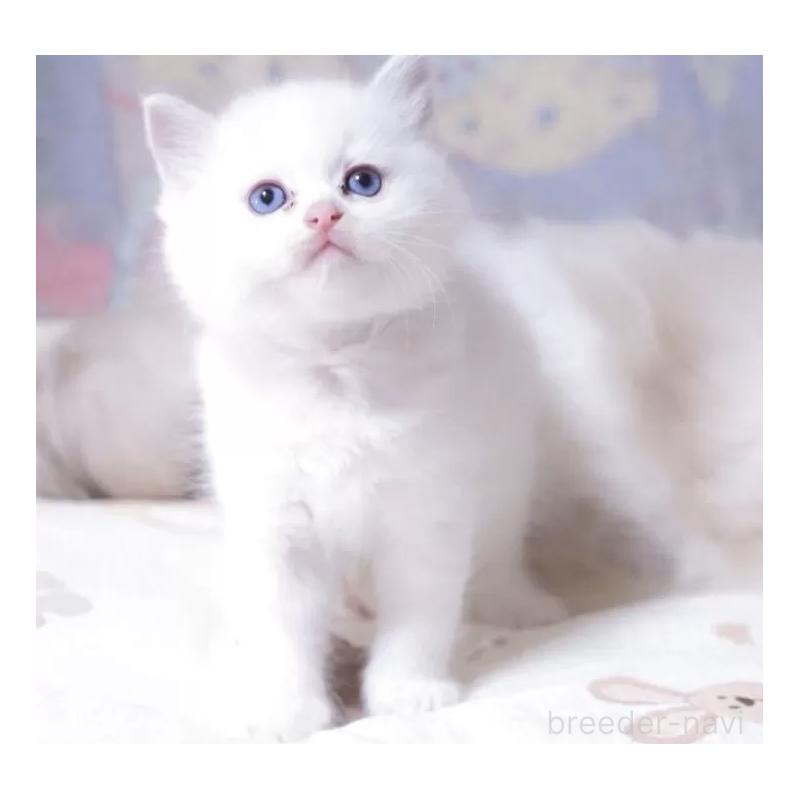 販売中の岐阜県のラグドール-134874