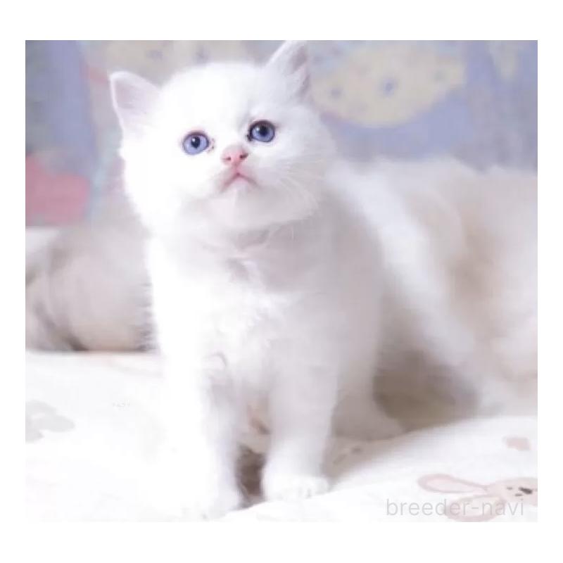 販売中の岐阜県のラグドール-134874の6枚目