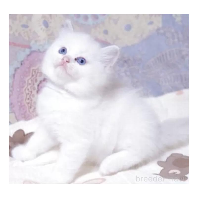 販売中の岐阜県のラグドール-134874の5枚目