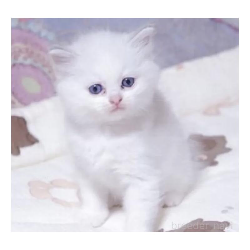 販売中の岐阜県のラグドール-134874の3枚目