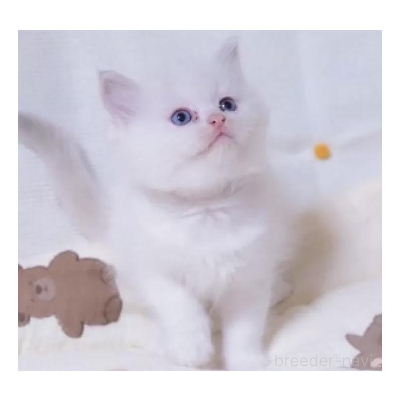 販売中の岐阜県のラグドール-134874の4枚目