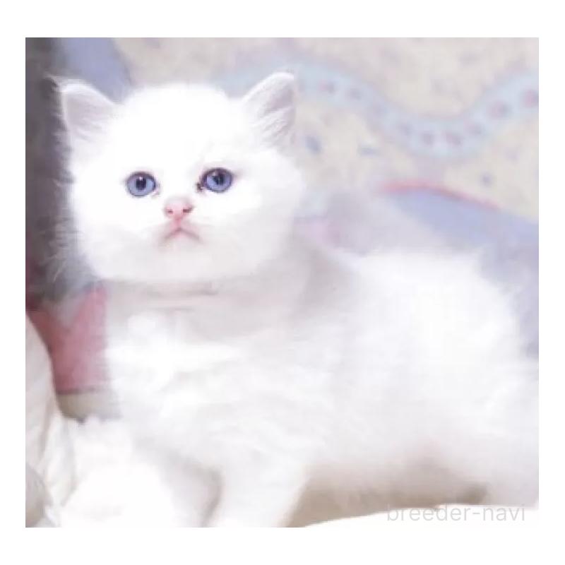 販売中の岐阜県のラグドール-134874の2枚目