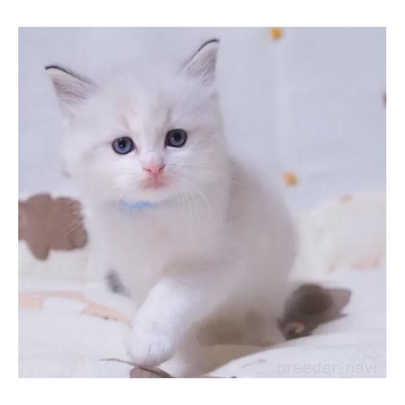 販売中の岐阜県のラグドール-134875