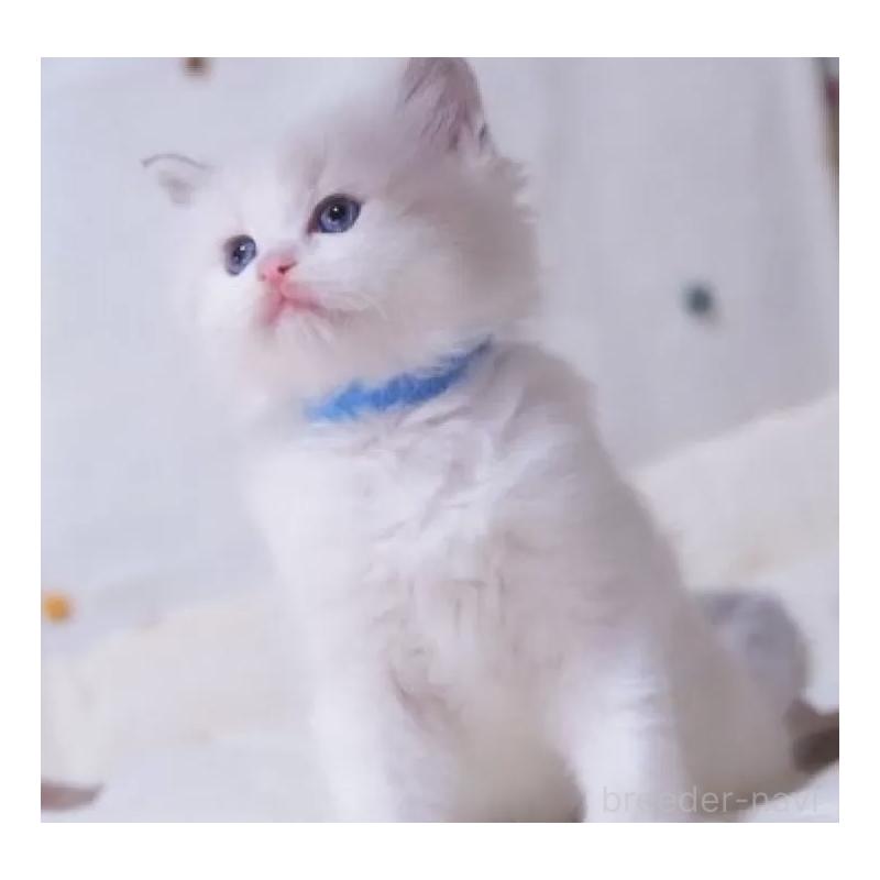 販売中の岐阜県のラグドール-134875の5枚目