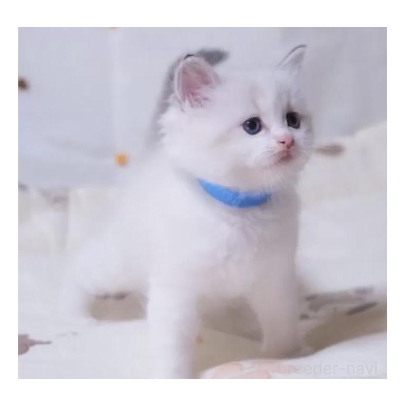 販売中の岐阜県のラグドール-134875の4枚目