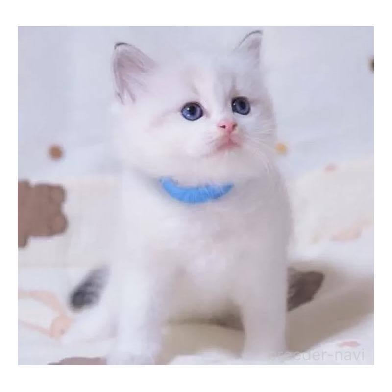 販売中の岐阜県のラグドール-134875の3枚目