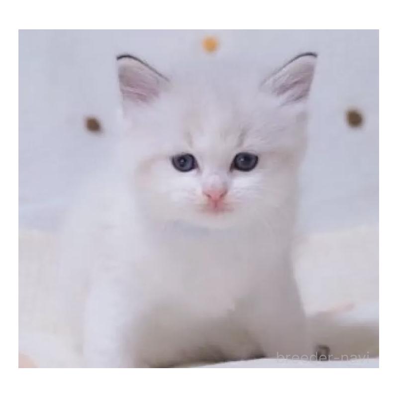 販売中の岐阜県のラグドール-134875の2枚目