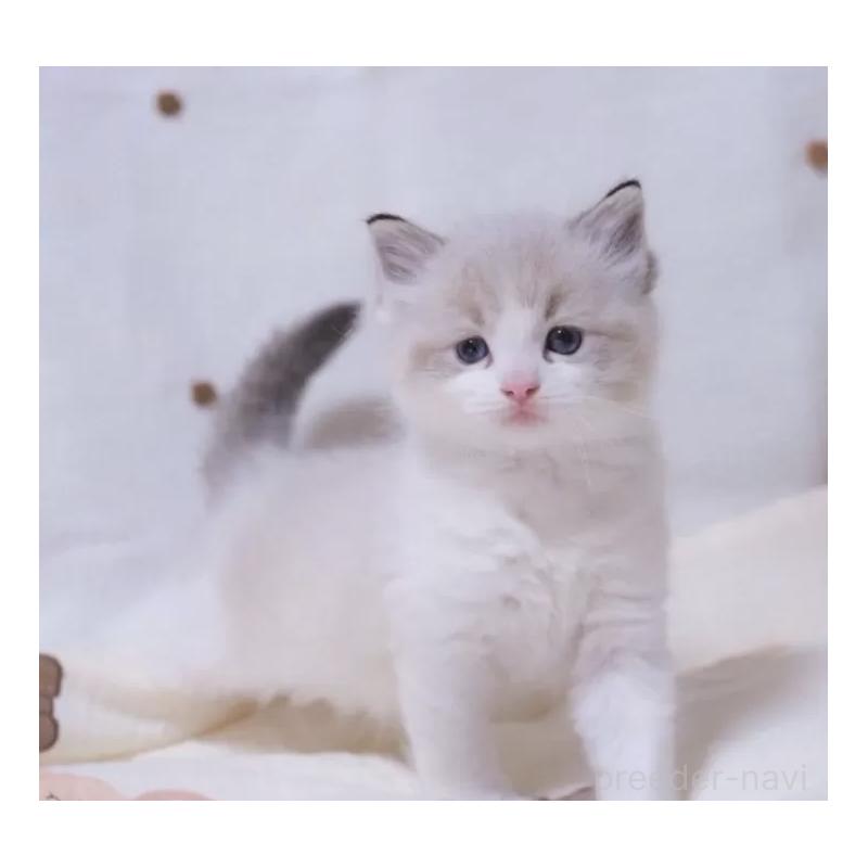 販売中の岐阜県のラグドール-134876