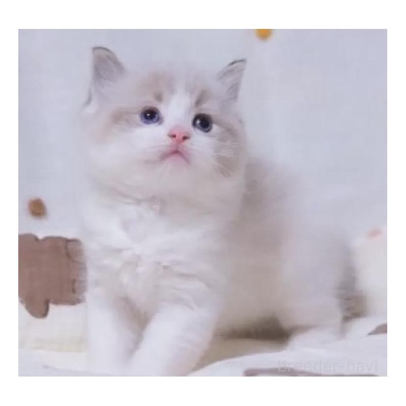 販売中の岐阜県のラグドール-134876の5枚目