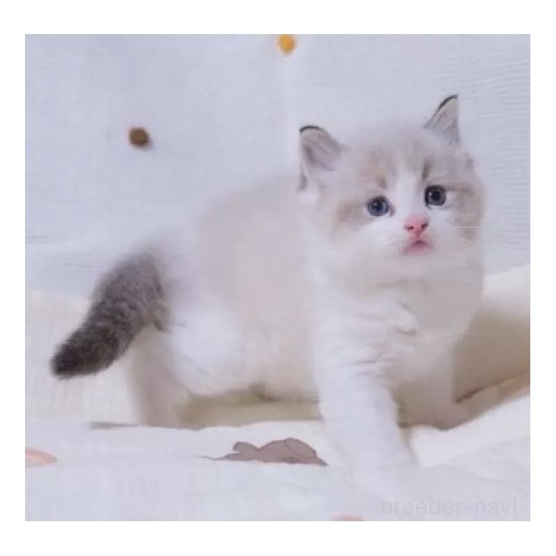 販売中の岐阜県のラグドール-134876の4枚目