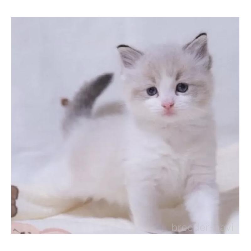 販売中の岐阜県のラグドール-134876の3枚目