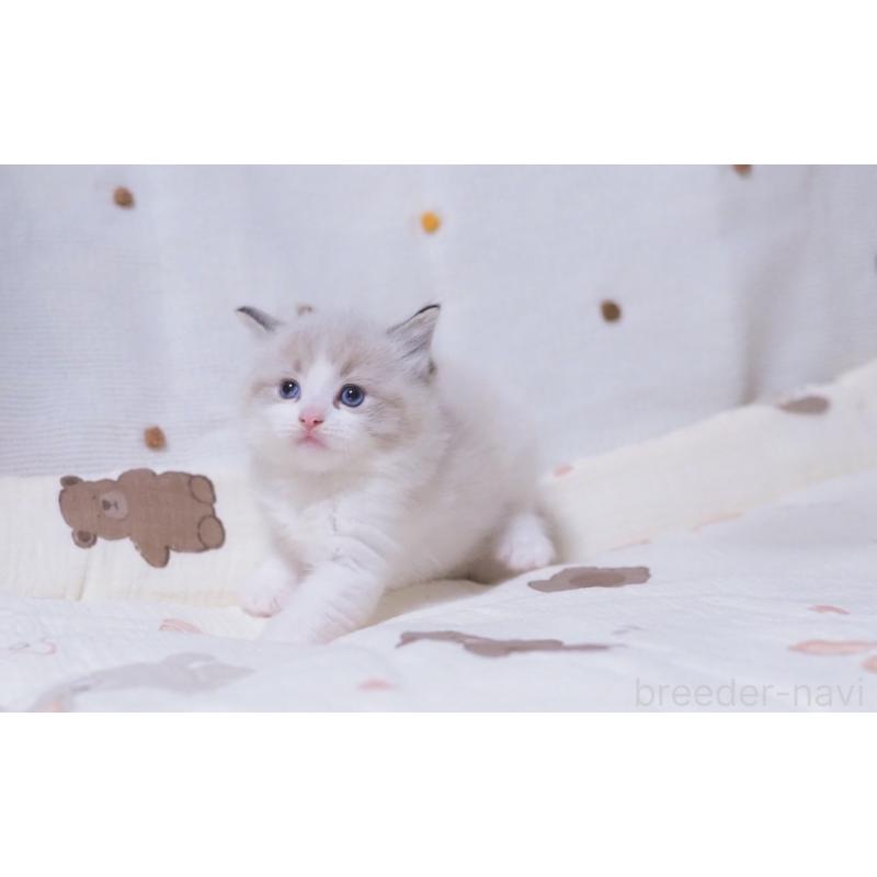 販売中の岐阜県のラグドール-134876の2枚目