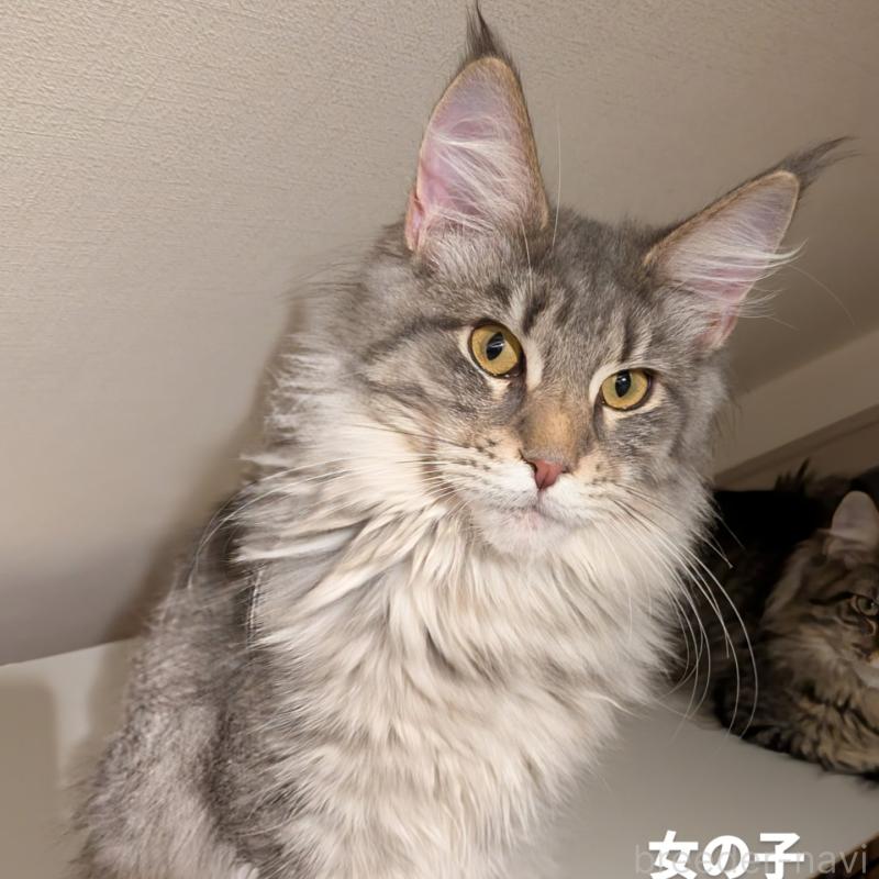 販売中の埼玉県のメインクーン-134877