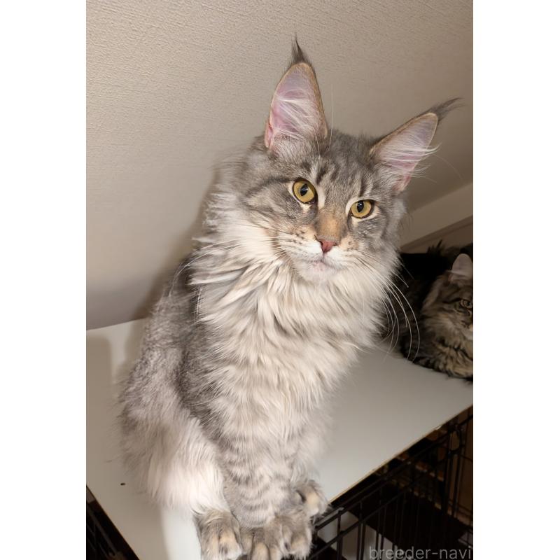 販売中の埼玉県のメインクーン-134877の2枚目