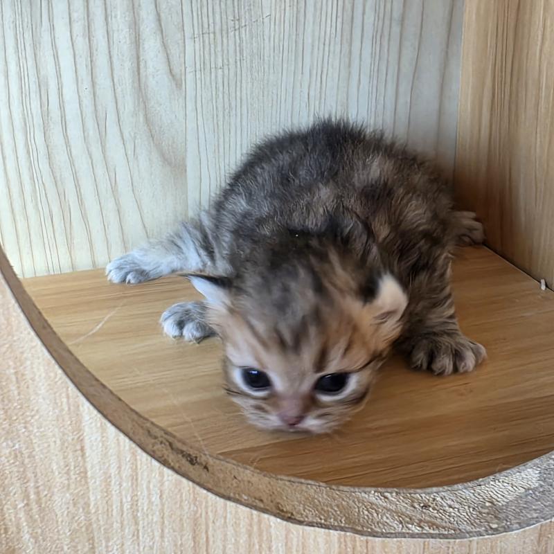 販売中の東京都のブリティッシュロングヘア-134079