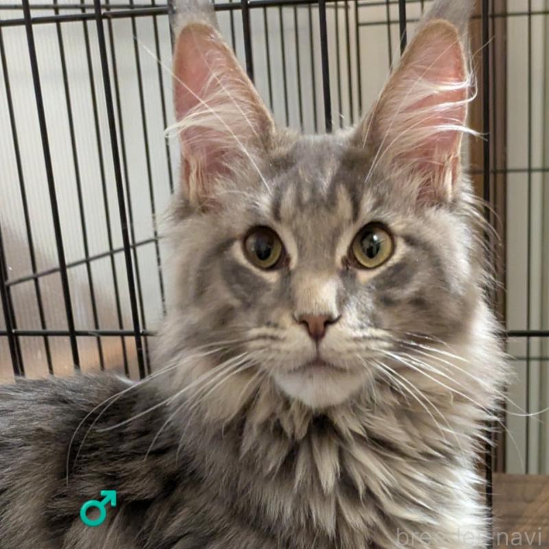 販売中の埼玉県のメインクーン-134878の3枚目