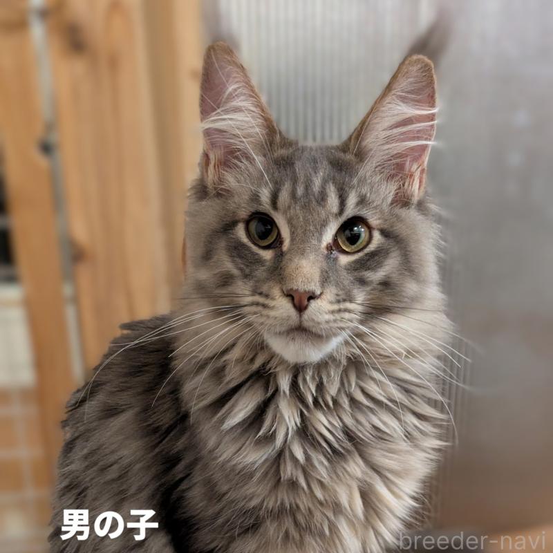販売中の埼玉県のメインクーン-134878の2枚目