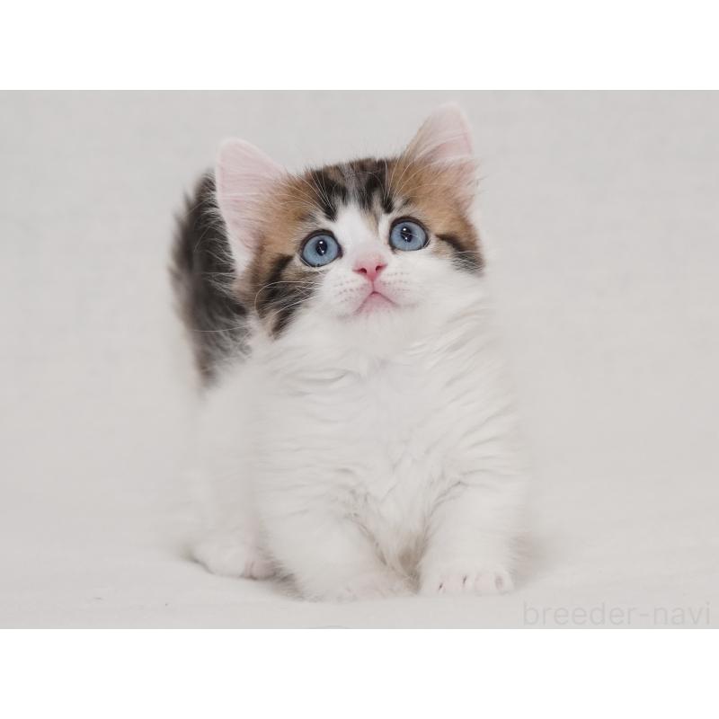 商談中の東京都のマンチカン(短足)-133720の3枚目