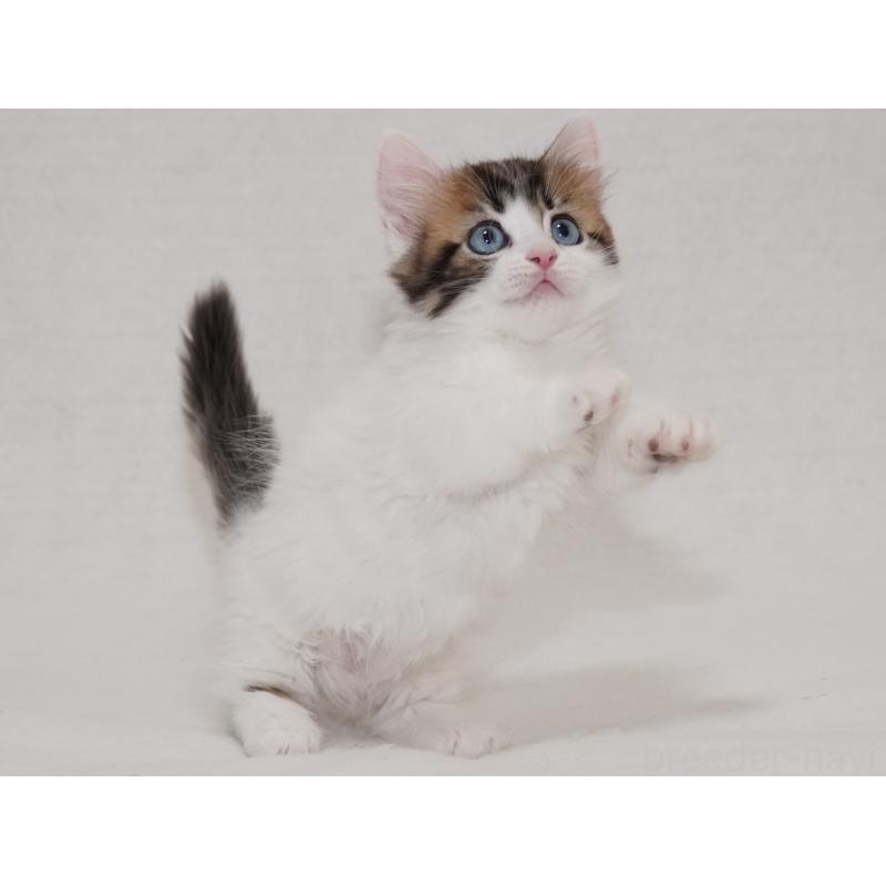 商談中の東京都のマンチカン(短足)-133720の2枚目