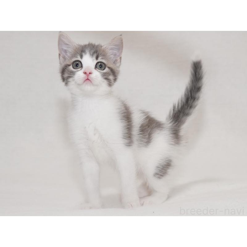 商談中の東京都のマンチカン-133721の4枚目